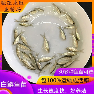 白鲢鱼苗淡水净化水质的鱼四大家鱼苗淡水活体养殖饲料鱼大型食用