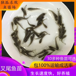 斑点叉尾鮰鱼苗回鱼苗钳鱼苗回鱼苗大型鱼苗活体淡水养殖食用鱼