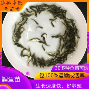 小鲤鱼苗淡水半斤稻田大型活体养殖活体饲料鱼好养活食用冷水饵料