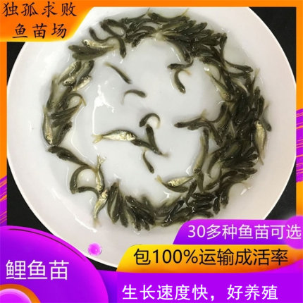 小鲤鱼苗淡水半斤稻田大型活体养殖活体饲料鱼好养活食用冷水饵料