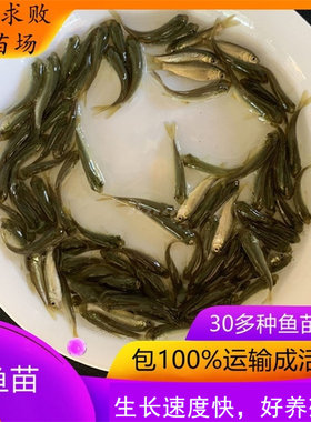 草鱼苗淡水活体养殖食用鱼