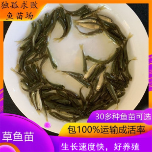 大草鱼鱼苗活体半斤大规格小混子淡水养殖食用乌龟饲料鱼四大家鱼