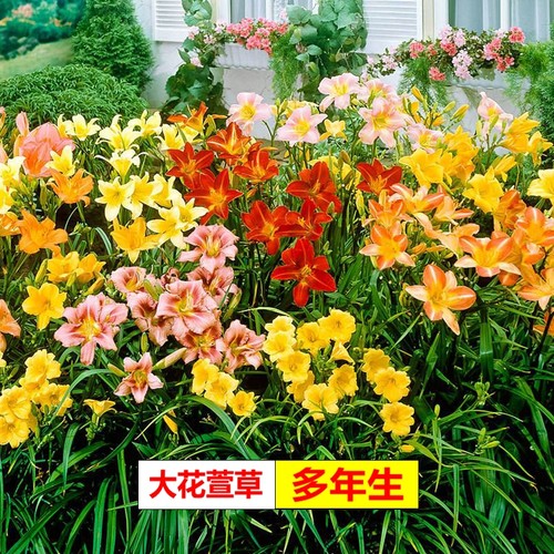 大花萱草价格 大花萱草图片 星期三