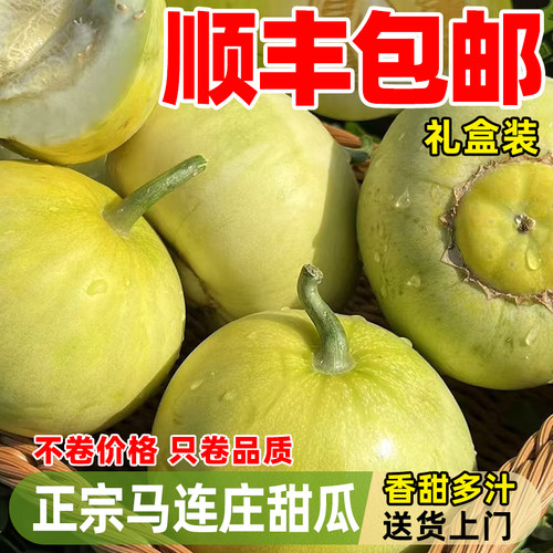 【顺丰】正宗马连庄甜瓜山东莱西甜瓜甜宝甜瓜脆甜孕妇新鲜水果