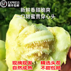 【顺丰】正宗马连庄甜瓜自然成熟当季新鲜孕妇宝宝水果脆甜多汁