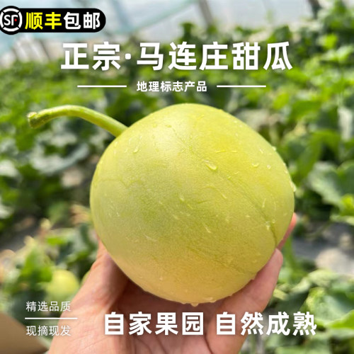 【顺丰】正宗马连庄甜瓜山东莱西甜瓜甜宝甜瓜脆甜孕妇新鲜水果