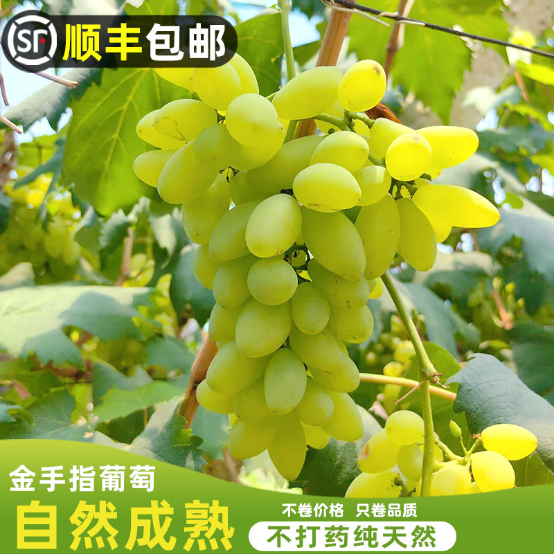 顺丰包邮金手指葡萄山东新鲜甜蜜葡萄/提子