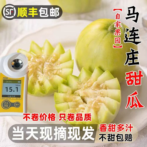 【顺丰】正宗马连庄甜瓜山东莱西甜瓜甜宝甜瓜脆甜孕妇新鲜水果