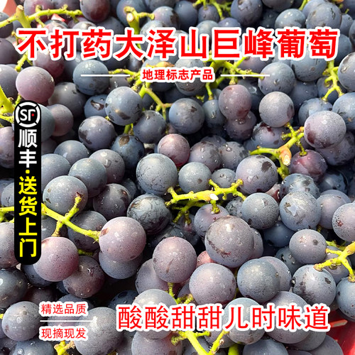 顺丰包邮青岛大泽山巨峰葡萄不打药新鲜现摘酸甜当季应季孕妇水果
