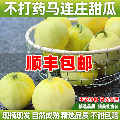 【顺丰】正宗马连庄甜瓜山东莱西甜瓜甜宝甜瓜脆甜孕妇新鲜水果