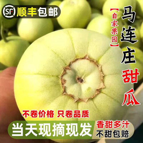 【顺丰】正宗马连庄甜瓜山东莱西甜瓜甜宝甜瓜脆甜孕妇新鲜水果
