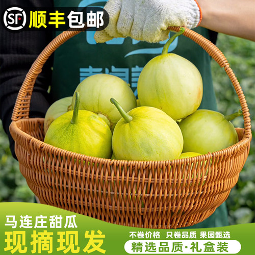 【顺丰】正宗马连庄甜瓜山东莱西甜瓜甜宝甜瓜脆甜孕妇新鲜水果