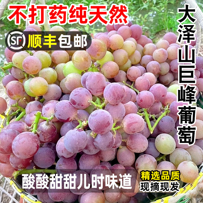 顺丰包邮青岛大泽山巨峰葡萄不打葡萄/提子