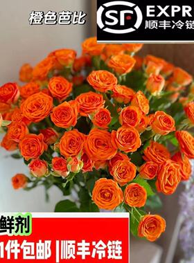 橙色芭比多头玫瑰顺丰冷链包邮云南基地直发水养玫瑰插花