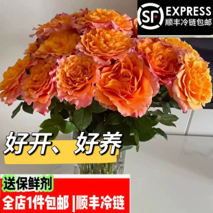 火灵鸟玫瑰花云南基地直发家庭办公室客厅水养鲜花顺丰冷链包邮
