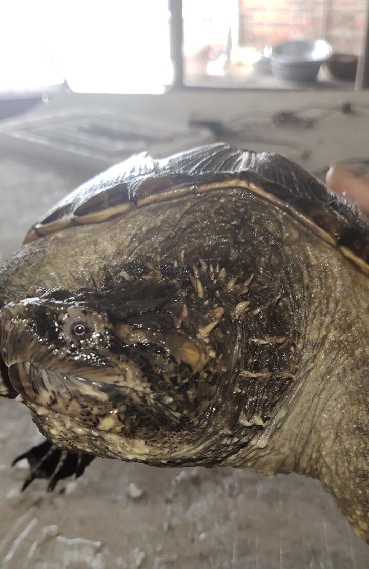 原种凶猛观赏龟爆刺包邮鳄龟野后佛鳄苗宠物龟苗北美鳄龟杂佛鳄龟