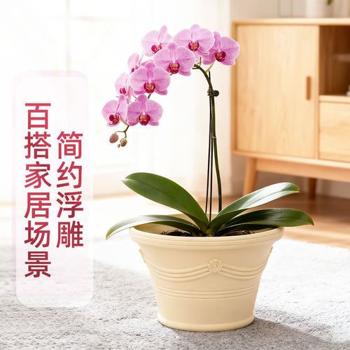 爱丽思家用塑料花盆蝴蝶兰大花盆