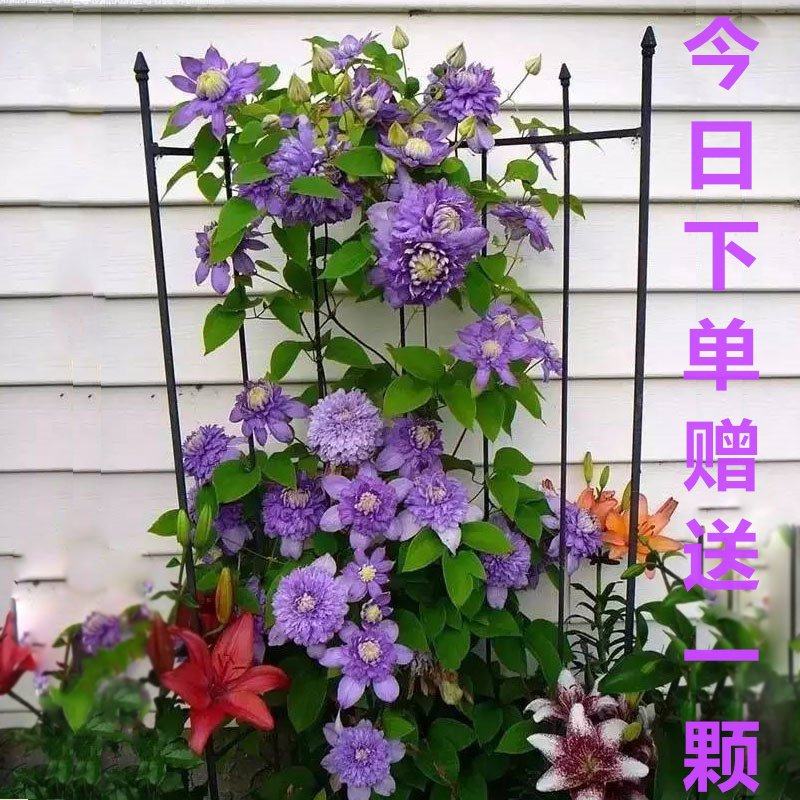 网友分享在meiguo.com的图片