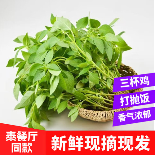 新鲜罗勒叶泰式打抛肉末