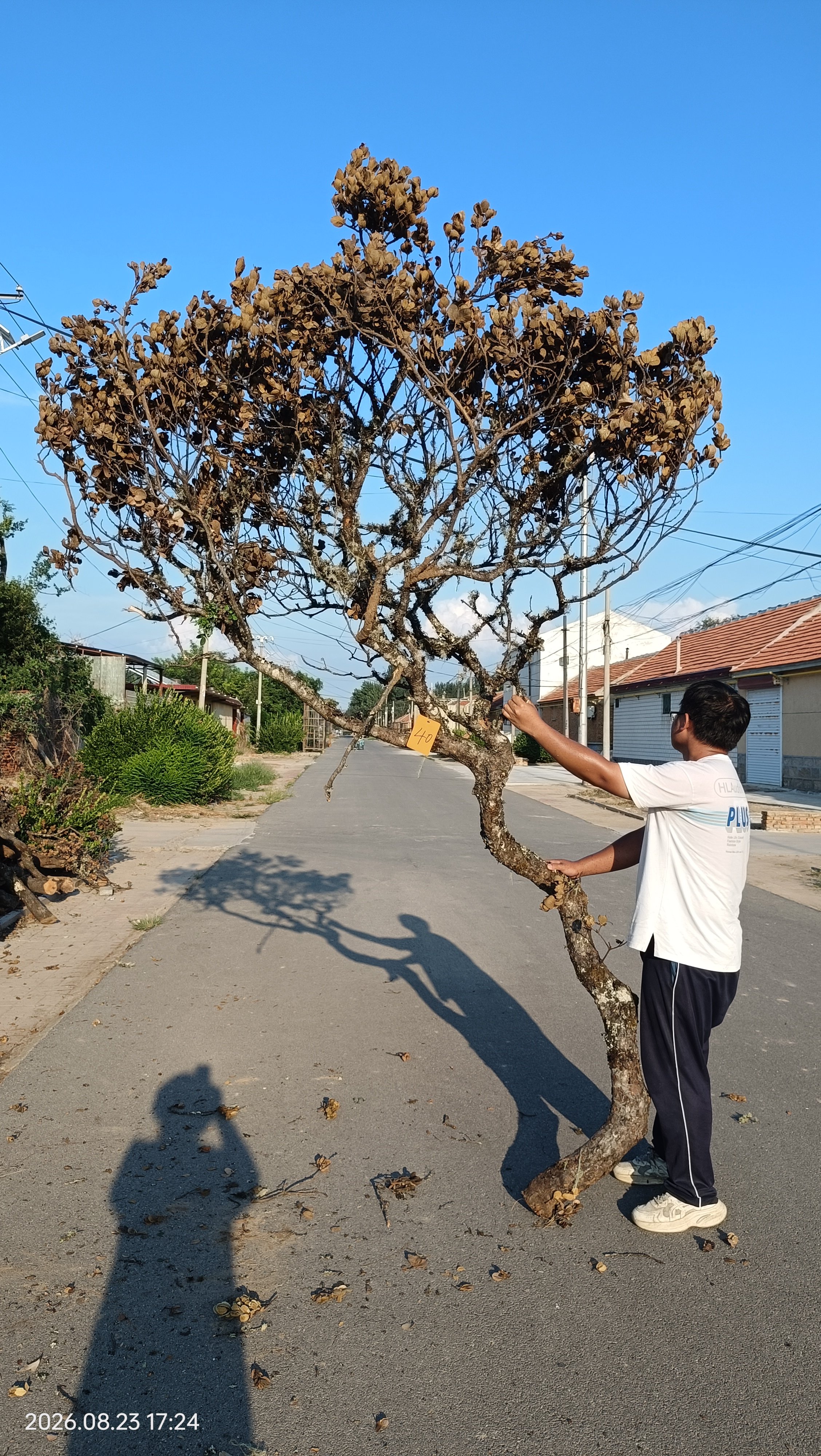 黑皮树青岗树枝干支枯枝树杈婚庆造景插花树枝橱窗倒挂艺术摆放图片