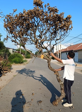 黑皮树青岗树枝干支枯枝树杈婚庆造景插花树枝橱窗倒挂艺术摆放