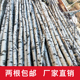 天然白桦树干实木树枝树杆枯树枝装 饰干支树段圆木头橱窗隔断玄关
