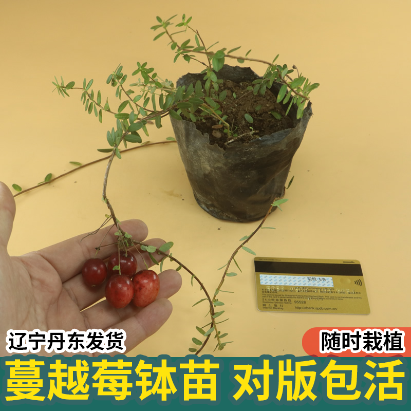 蔓越莓苗陆地盆栽蔓越橘鹤莓苗耐寒植物酸果蔓小红莓南方北方结果