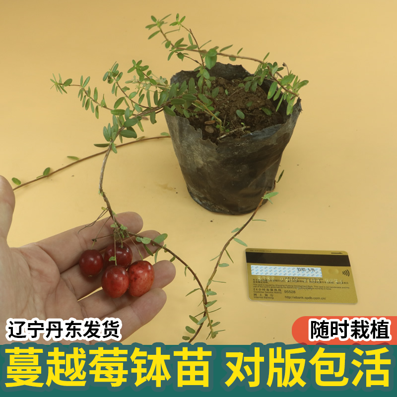 蔓越莓苗陆地盆栽蔓越橘鹤莓苗耐寒植物酸果蔓小红莓南方北方结果 鲜花速递/花卉仿真/绿植园艺 果树 原图主图