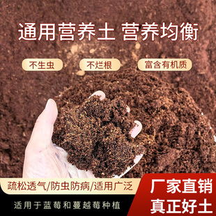 蓝莓专用土营养土酸性土壤盆栽地栽种植土进口泥炭土肥料无病虫害