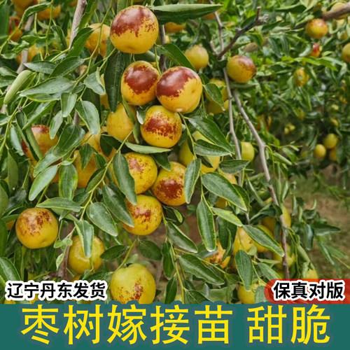 枣树活苗庭院果树甜糖冬枣潘枣