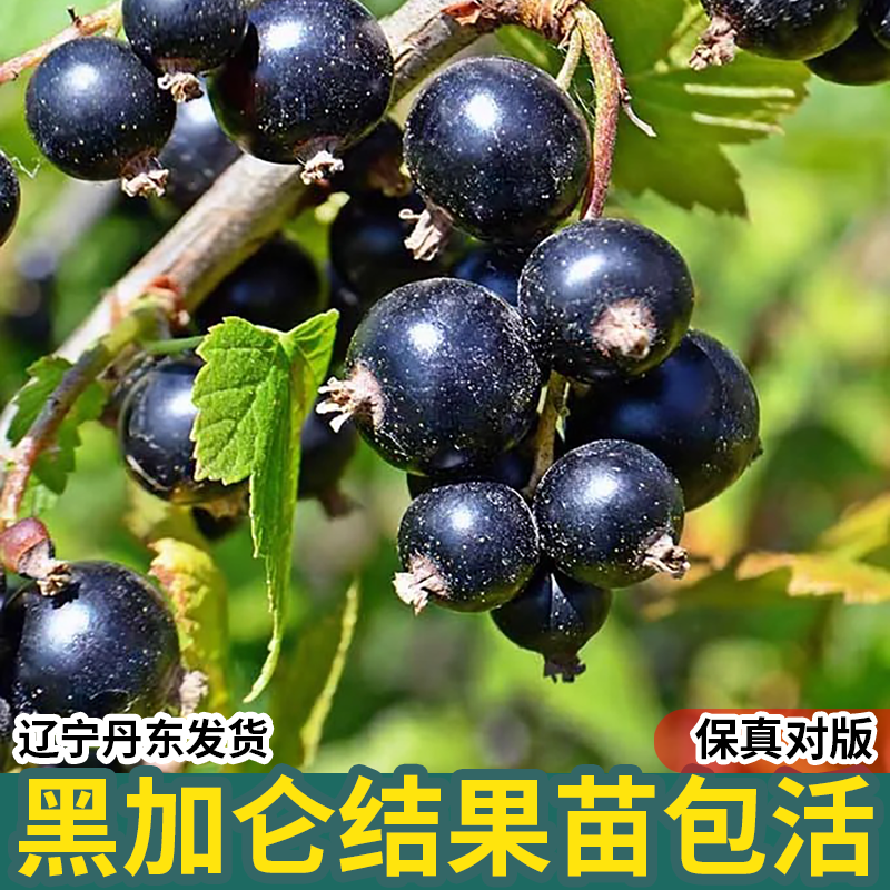 庭院盆栽阳台南北方种植果树苗