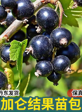 黑加仑黑醋栗红加仑南北方果树苗