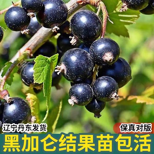 黑加仑黑醋栗红加仑南北方果树苗