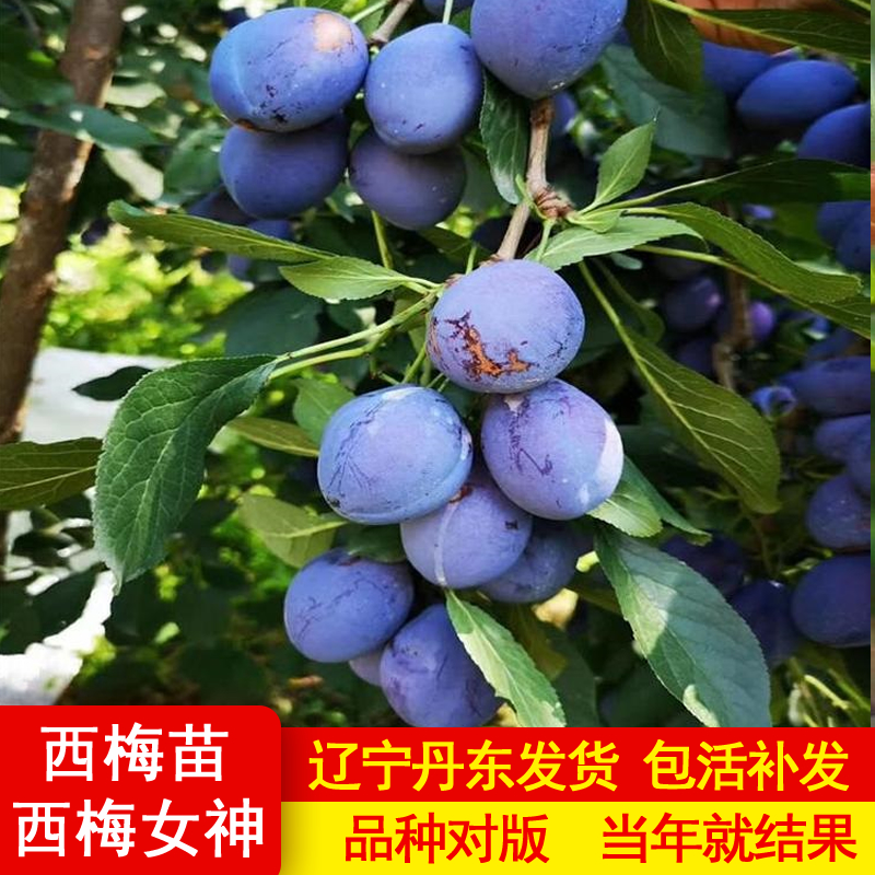 西梅树树苗特大盆栽南方北方种植