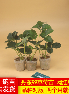 丹东草莓苗种植带盆带土四季盆栽陆地室内植物奶油秧家庭阳台99