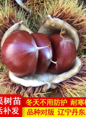板栗苗树嫁接地栽南方北方种植大红袍当年结果特大板栗树果树果苗