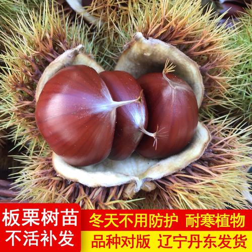 丹东板栗苗嫁接地栽南方北方种植