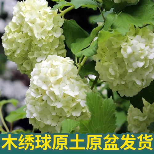 本绣球圆锥绣球花苗原土原盆