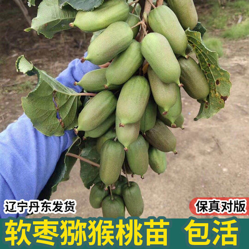 软枣猕猴桃苗龙成丹东果树海佳