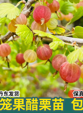 灯笼果苗红醋栗鹅莓果树苗耐寒