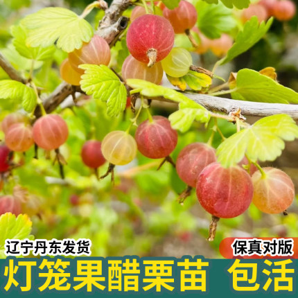东北红醋栗果树苗盆栽灯笼果苗鹅莓红阳台地栽新品种花园当年结果