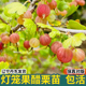 东北红醋栗果树苗盆栽灯笼果苗鹅莓红阳台地栽新品 种花园当年结果