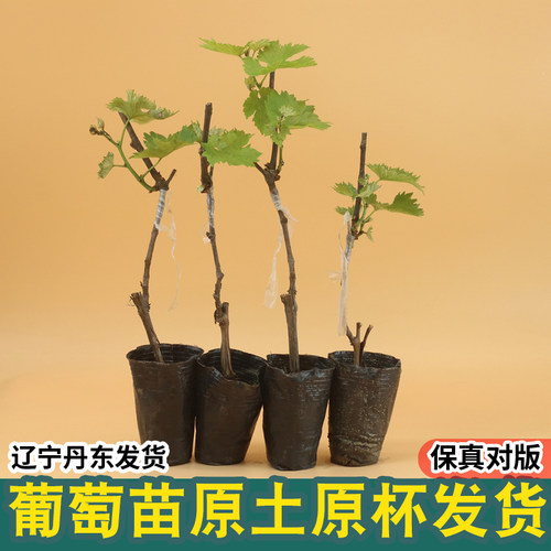 阳光玫瑰葡萄苗果树盆栽地载南方