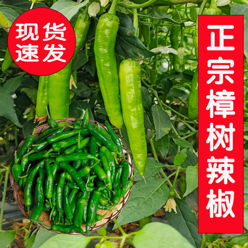 正宗樟树小青椒农家自种辣椒