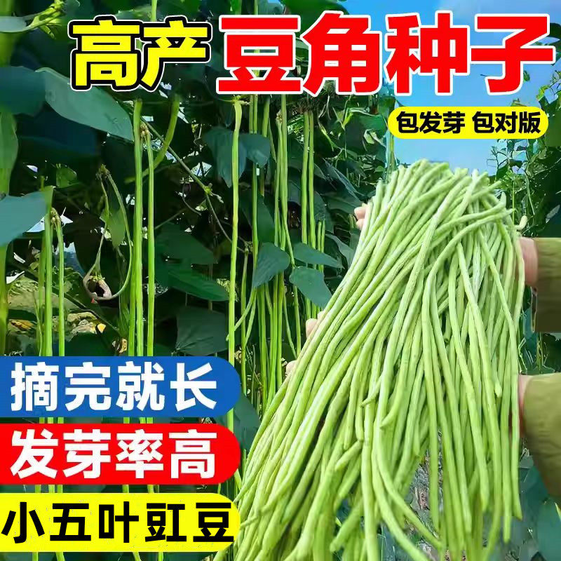 长豆角种子摘不败高产小五叶特长豇豆种籽庭院田园一点红蔬菜种孑