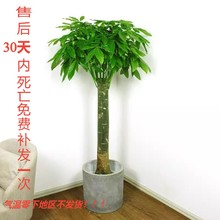 五辫发财树真树老桩大盆景盆栽植物室内大型带根组合前台绿植盆栽