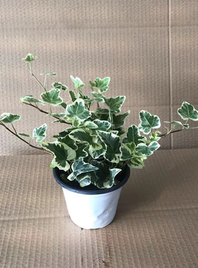 雪莹常春藤盆栽日本引进室内外阳台庭院吊篮绿植锦化易养观叶水培