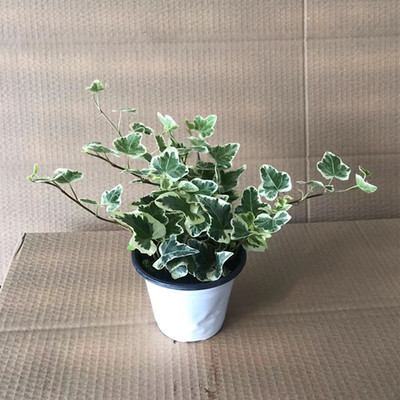 雪莹常春藤客厅庭院美观易养绿植