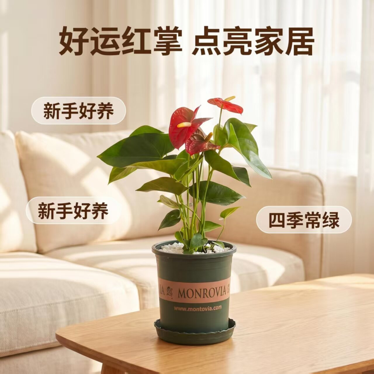 红掌大盆栽一帆风顺粉掌植物室内桌面水培土培植物室内盆栽花卉