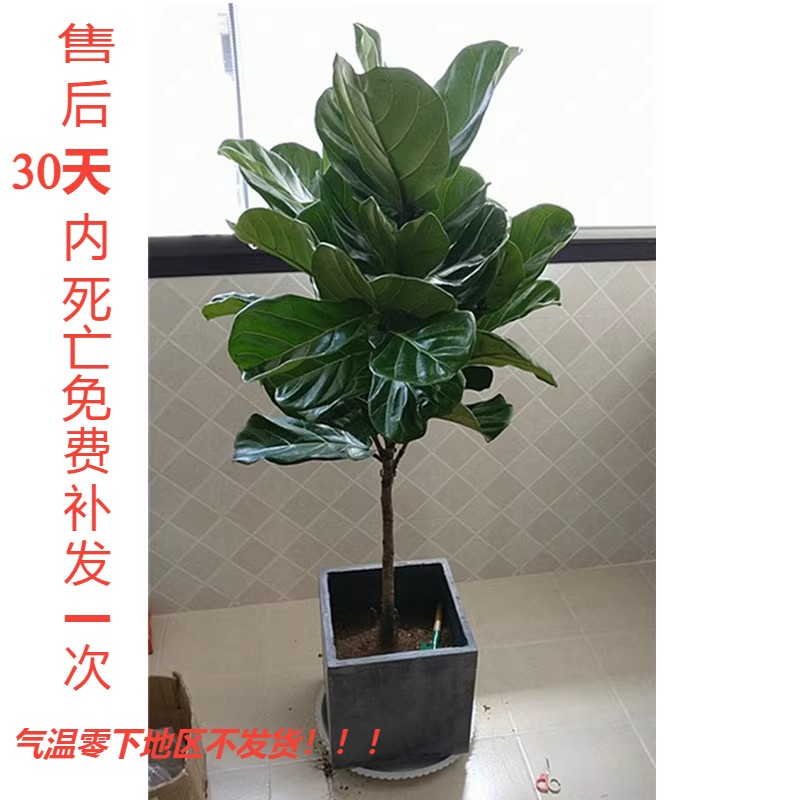 琴叶榕大盆栽客厅北欧大叶型植物棒棒糖型新趣味室内老桩观叶绿植